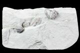 Multiple Flexicalymene Trilobite Plate - Ohio #76369-5